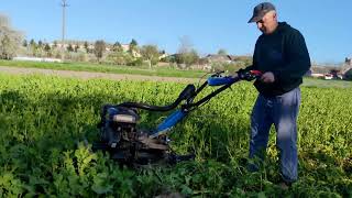 Зароблення сидератів активними роторами легкого мотоблоку.