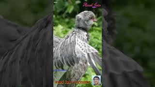 big bird video flapping its wings #bird #birds #animal #animals #wings #flappingbird #shorts #pakshi