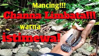 Mancing Channa Limbata, dapet warna Joss broo!!#Casting