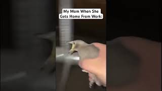 #memes #birds #funny #cockatiel #pigeon #parrot #newmemes #memearchive #memeteam #рекомендации