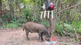 Best Wild boar Trap Using Big Wood& water pump #wildanimal #shortvideo