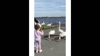 Family feeding swans./ Lough Ennel