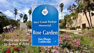 A visit to the Rose Garden in Balboa Park, in San Diego, California