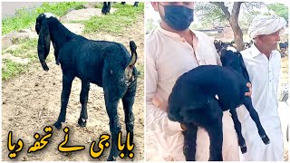 Baba Mehnga Gujjar Na Gift Dia|Amritsari Goat Baby 2022