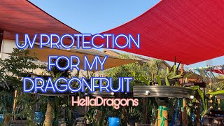 UV Protection for my Dragonfruit!