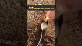 ودي اعرف كيف اقنع الجربوع يحفر معه 😂