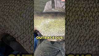 This DISEASE does THIS to WALLEYE! #Walleye #walleyefishing #fishing #shorts