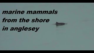 marine mammals from the shore in Anglesey