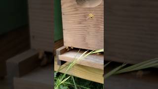 Watching The Honeybees Come In For A Landing.