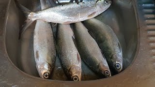 bangus / milkfish fishing adventure fish on