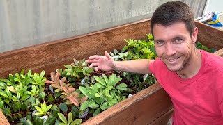 Rhododendron Cuttings are Rooting Like Crazy in My Plant Propagation Frame