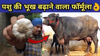 गाय/भैंस की भूख बढाने का No.1👌फॉर्मूला|Pashu ki bhook|How to increase hunger of cow/buffalo animals