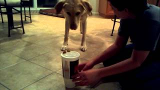 Buddy is terrified of a plastic cup