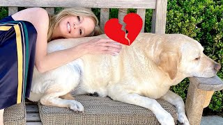 The Y&R Star Lauralee Bell Mourns the Loss of Her Beloved Dog Chelsea:A Tribute to a Loyal Companion