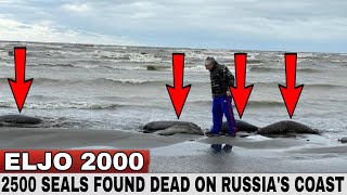 2.500 dead seals found on Russia's Caspian coast