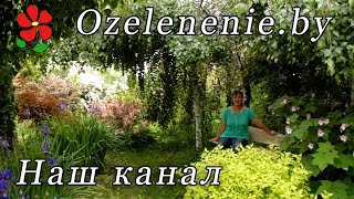 О канале Светланы Сотниковой: интересные растения, ландшафтный дизайн, для опытных и начинающих!