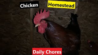 Homestead Daily Chicken Chores - Lets tend to the flock