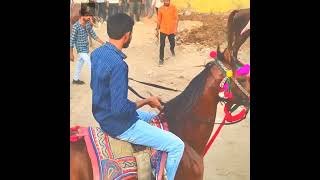 સવથી મોટુ ફુલેકું YouTube ma પેલી વાર || kathiyawadi long fuleku 🐎