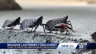 Invasive Spotted Lanternfly found in Georgia