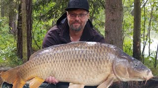 Top  Carp , big caudal fin. Krásný kapr s velkou ocasní ploutví, prostě pořádné kormidlo.