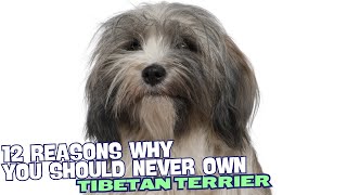 12 Reasons Why You Should Never Own a Tibetan Terrier 🚫