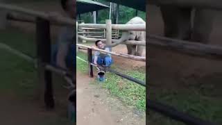 Baby elephant wants to play with human