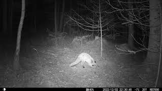 Lis oznaczający swoje terytorium / A fox marking its territory