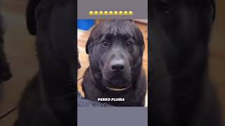 PERRO PLUMA