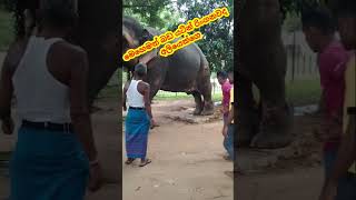 cross the elephant's stomach 🤔😱 sri lanka elephant big tusker #elephant #viral #shorts #tusker #anim