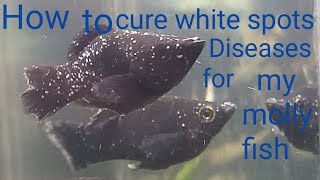 How to cure white spots Diseases for my molly fish #aquarium #guppy #betta #molly #flowerhorn