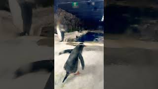 Penguins #shorts #auckland #sealifeaquarium