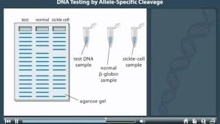 DNA Testing By Allele Specific Cleavage Animation