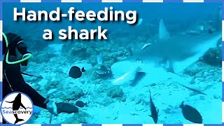 Hand feeding Caribbean reef shark (Carcharhinus perezi) in Roatan, Honduras