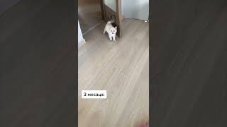 #shorts милый котенок #video