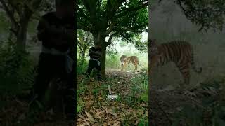 tiger attack