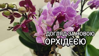 Купили нову орхідею. Секрети догляду