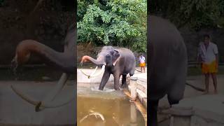 Buruma Raja🐘🖤|Like & Subscribe #burumaraja #tusker #kandy #like #subscribe #lokibeasts