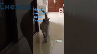 Як вам милый котик снежок👍👍👍👍👍👍👍👍