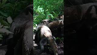 Four Komodo dragons eat carrion