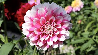 Dahlia 'Fuzzy' - FarmerGracy.co.uk