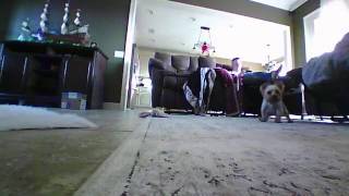 Yorkie hates toy