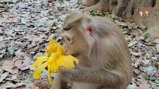 pregnant monkey monkey Rose eat her mango, sharing mangoes to lovely monkey abandoned & wild monkeys