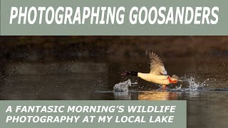 Photographing Goosanders-A fantastic morning's wildlife photography