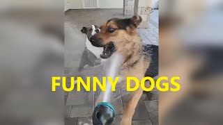 Dogs Are Crazy Hilarious! Must See!!!