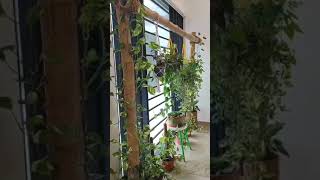 Diy bamboo arch...plants hanging ideas money plants grow