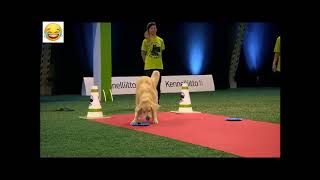 Golden retriever vs German shepherd hilarious