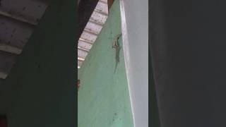 Impossible, gecko swallowing another gecko Part 1 #shorts