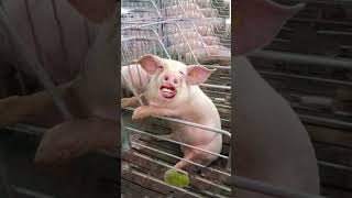 pigs 🐷 must funny videos #pig #skinnypig #funny #ytviral #funnyanimal #petslover #animals #ytviral