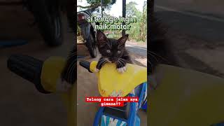 Anak kucing naik Motor!!?#adorablecats #shorts