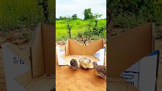 Create Bird Trap # Creative Quail Trap #shorts